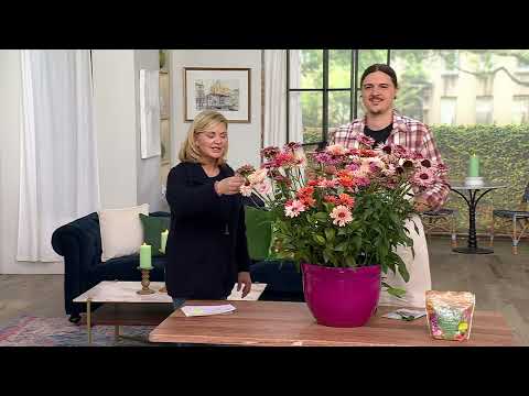 Robertas 3-teiliges Sunseekers Echinacea-Set lebender Pflanzen auf QVC