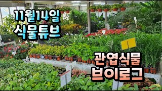 양재꽃시장 식물튜브 관엽식물들 브이로그~  #양재꽃시장 #식물튜브 #plant tube #식물아빠