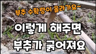 부추" 이렇게 해주면 수확량도 많아지고 굵어져요!  #부추심는방법 #부추포기나누는방법 #부추심는시기 #부추재…
