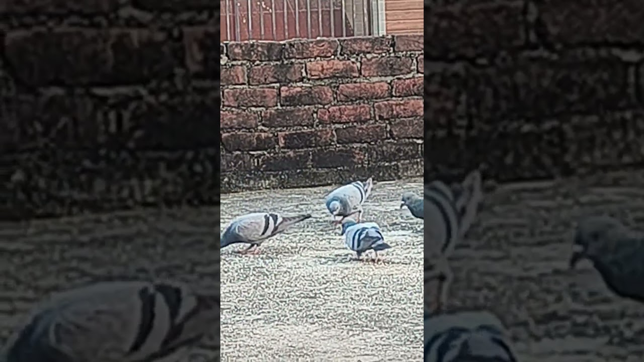 kabutar 🐥🐥🐥 #funny #trending #viral #durga #viralvideo #comedy #dance #shortsfeed #status