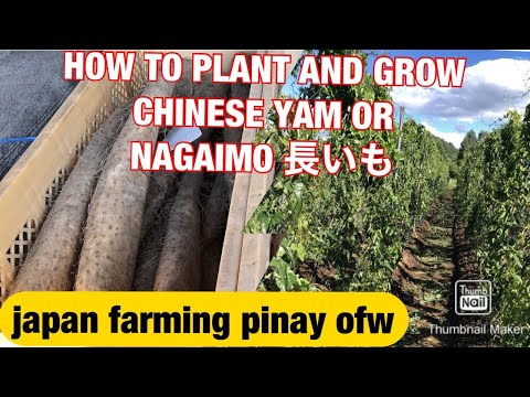 HOW TO PLANT AND GROW CHINESE YAM 2021 || NAGAIMO IN JAPAN || にぽんながいもPlantation