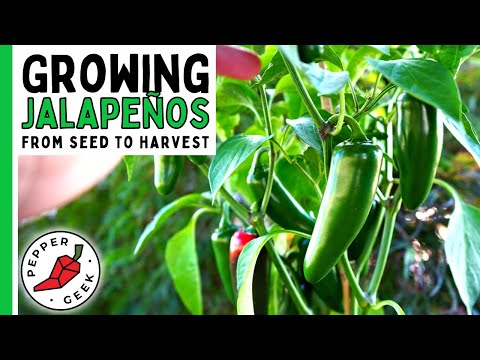 , title : 'How To Grow Jalapeño Peppers (For Beginners) From Seed To Harvest - Pepper Geek'