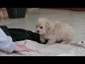 Maltipoo dogs for sale: Kyle - Video 1