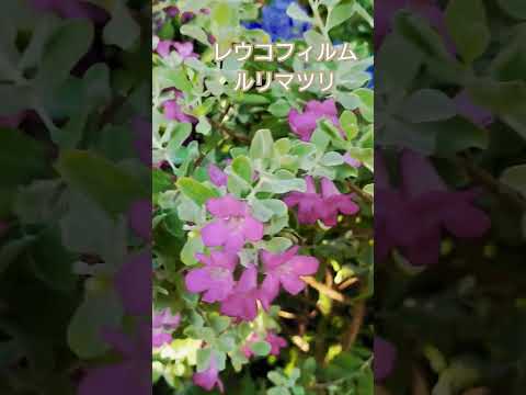 小低木バラ 'スイートヘイズ' 植物