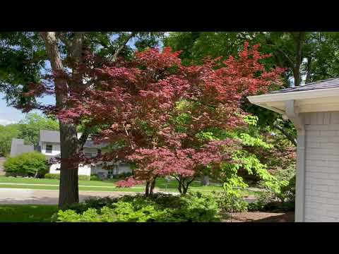 Best Plants Series - Japanese Maple