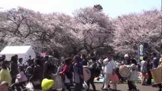 preview picture of video 'Cherry Blossoms in Koganei Park - 小金井公園でお花見'