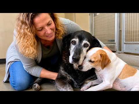 Woman Asked for the Oldest Shelter Dog… Then She Saw What Happened to the Other One