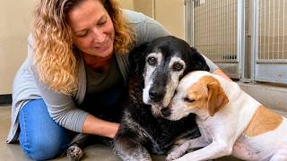 Woman Asked for the Oldest Shelter Dog… Then She Saw What Happened to the Other One
