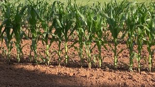 June Field Trip - Sweet Corn - June 2015