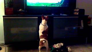 Bruce goes nuts watching dogs run on Downton Abbey