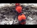Giant Velvet Ant "cow killer" 1080P close up!!! 