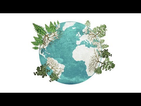 Vernetzt: Das Wood Wide Web