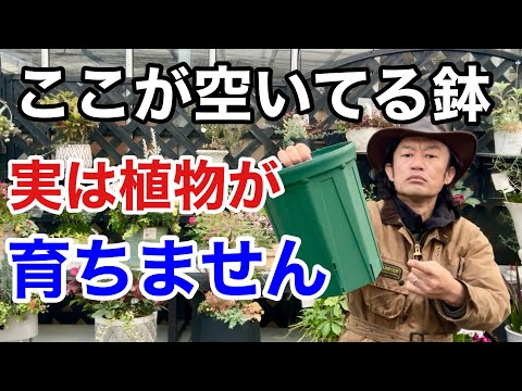 ピストンスパー 植物