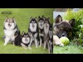 Spitz Finlandés - Spitz Finlandés