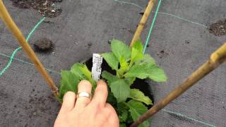 How to Grow Dahlias. Stopping . Part 8 (Mid June)