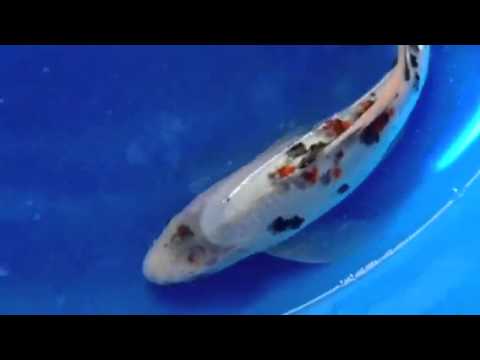 15 inch long fin Showa