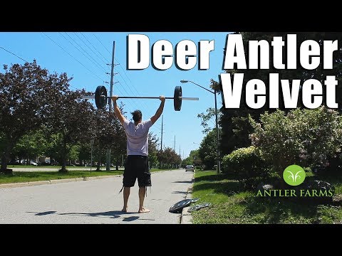 Deer Antler Velvet Extract for IGF-1 & Recovery | Antler Farms Review Video