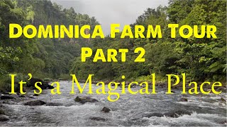Dominica Farm Tour Part 2 : The River Lime