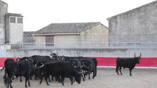 preview picture of video '2014-11-07 18h22m49s - gallargues - fête toros.MOV'