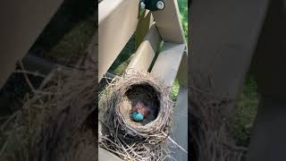 We find BABY bird NEST! HobbyFamily