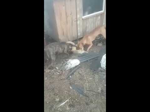 two Pit bulls catching a fox for attacking Chicken Coop
