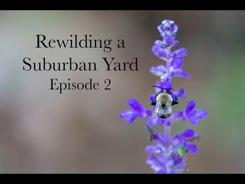 Rewilding a Suburban Yard - Episode 2