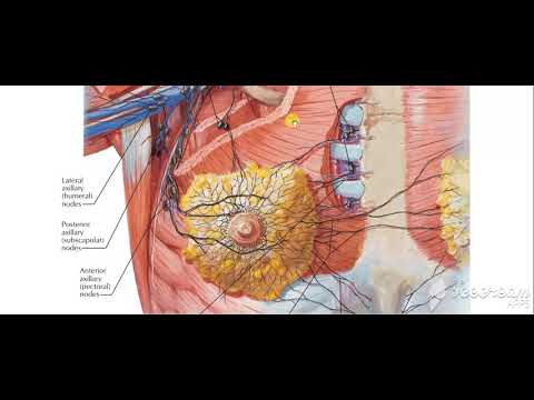 Axillary lymph nodes 3