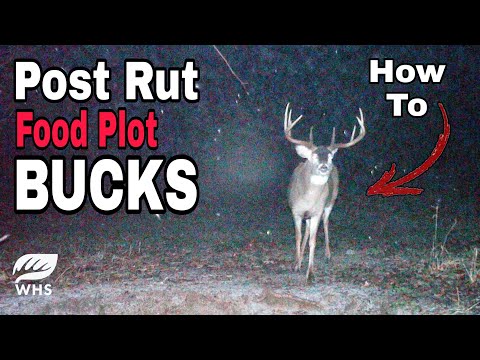 Late Season Food Plot Hunting MEGA Strategy