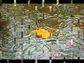 Вивальди Времена года Осень.wmv 