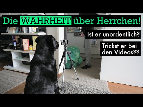 Cedric der Labrador - 158 | Die Wahrheit über Herrchen!