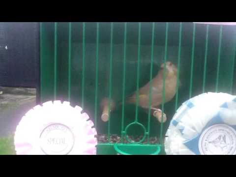 Breeding Greenfinches