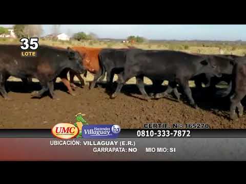 Lote 50 Novillos en Villaguay, Entre Ríos