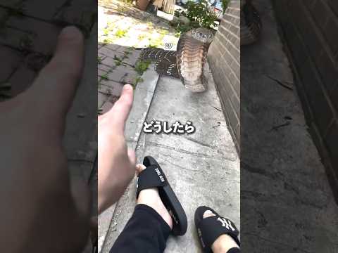 自然に毒蛇を追い払う方法は？傷つけずに追い払う5つのヒント  庭園