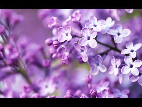 Logic Presents Top 10 Trance Tracks Of The Week (May 2018 2nd Week)