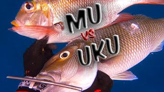 Solo Dive Sesh Before the Fights - Uku, Mu, and Omilu - Spearfishing Hawaii