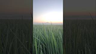 Download lagu View Gunung Selamet Dipagi Hari Di Area Persawahan Hijau Berkilauan Embun mp3