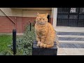 Friendly Cute Orange Cat