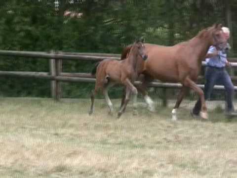 BALOUS_BELLINI_FILM.WMV