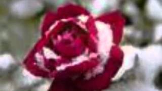 Steven page vanity project Medley PT one.taken from the STUDIO ALBUMwmv