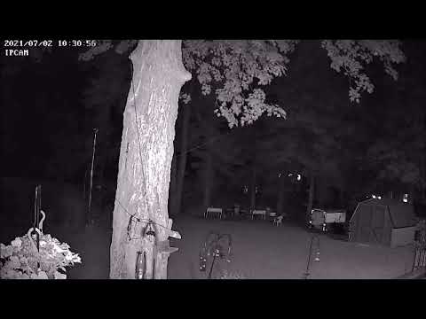 Flying Squirrel Cam