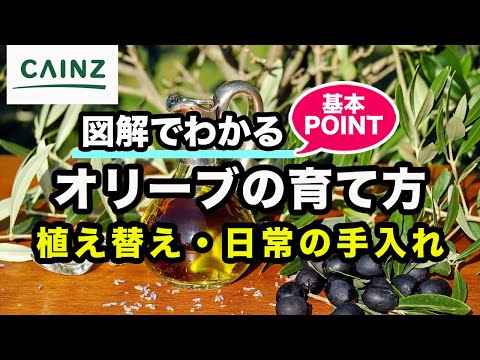 オリーブの木の木灰: それは本当に効果的な天然肥料ですか?  庭園