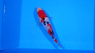 video van Sanke SA-V23-12212