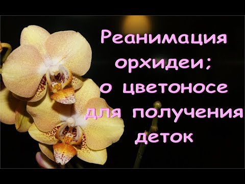 РЕАНИМАЦИЯ орхидеи:УСПЕХ,но НАДОЕЛО.