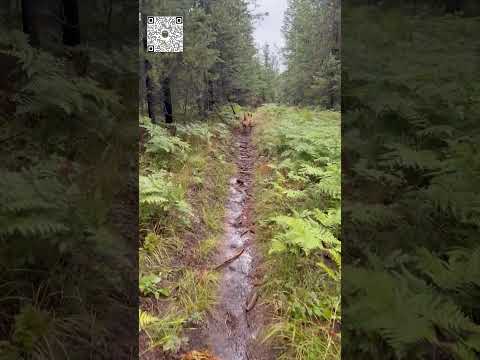 Rainy Walk in the Forest Cover