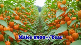 Grow Ground Cherries Easily – Rare Superfood That Could Make $300+Year