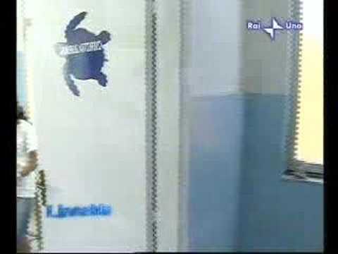 Tartarughe Brancaleone