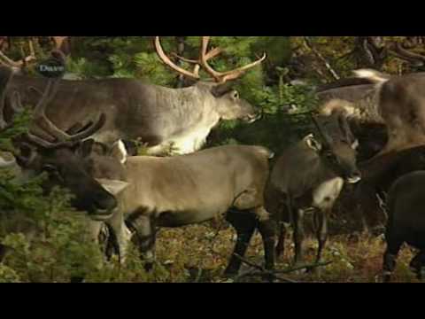 Ray Mears' World Of Survival   S01   E03   Siberia