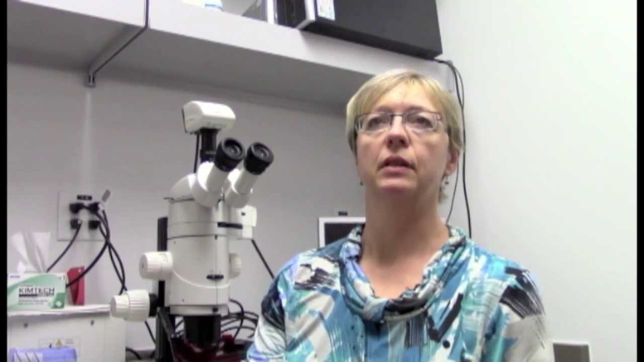 A pharmacological approach to reversing aniridia - YouTube