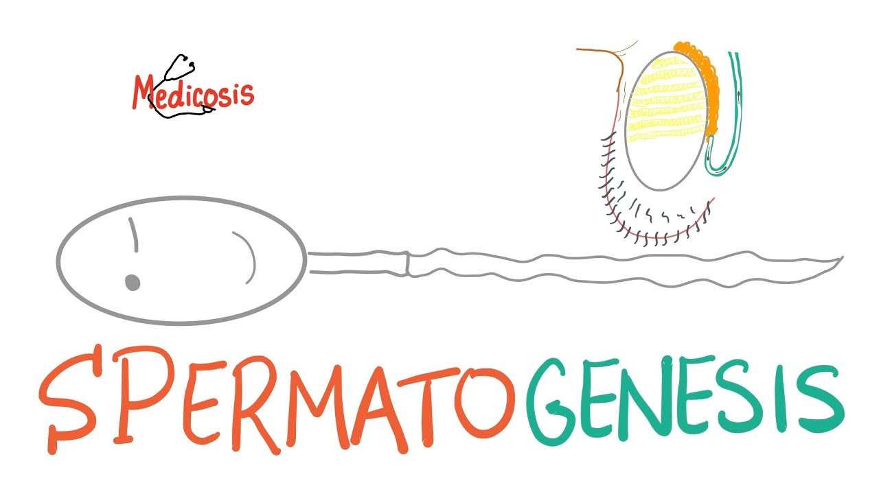 Spermatogenesis - Reproductive System - Biology - MCAT