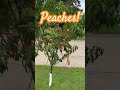 How to grow peaches, check out our 3 year old peach trees. #peaches #peachtree #fruittrees